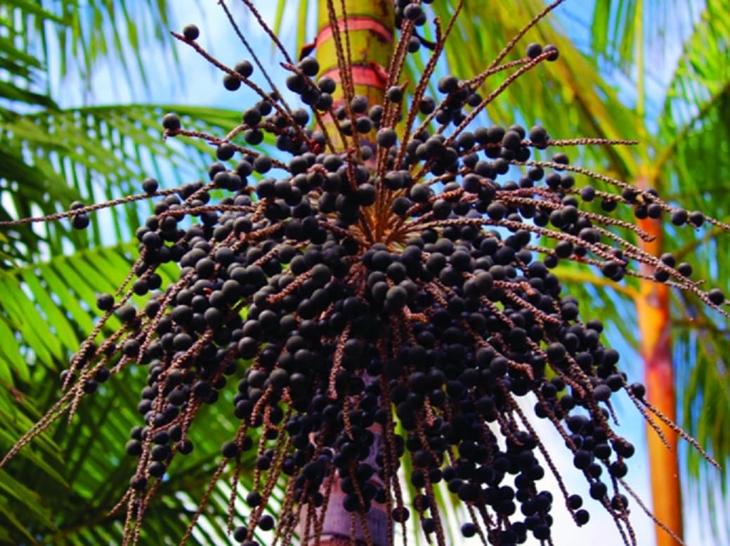 Açaí